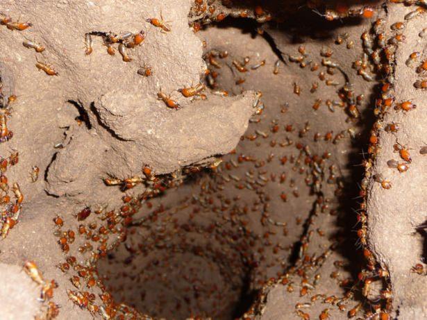 <p>Bu minyatür şehirlerin havalandırma sistemleri, özenle düzenlenmiş bölümleri, hatta içinde tarım alanları bulunuyor. Afrika bölgelerindeki zorlu yaşama uygun olarak yapılan yuvalar, aniden bastıran yağmurlar ve bunların ardından gelen seller ile çok yüksek derecelere çıkan hava sıcaklıkları gibi pek çok olumsuzluğa karşı korunaklı. Nüfusu kimi zaman bir milyonu aşan termit yuvalarında genel düzen kusursuz.</p>

<p> </p>
