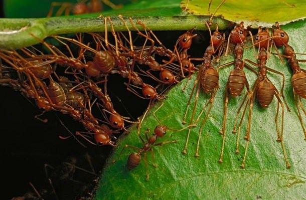 <p>Avustralya'da ve Asya'nın güneyinde, diğeri de Afrika'nın bazı kesimlerinde görülen Oecophylla adlı karıncaların yuva yaptığı yerlerde birlikte yaşamak neredeyse imkansız.</p>

<p> </p>
