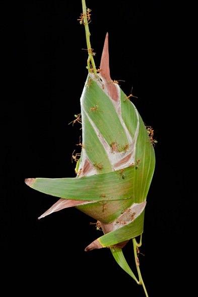 <p>Her bir dokumacı karınca kolonisinin yarım düzineden 100'ün üstüne kadar çıkan sayıda yuvası olabiliyor. Şehir içindeki semtlerle, dışındakileri işlek yollarla birbirine bağlayan bir metropol oluşturabiliyorlar.</p>

<p> </p>
