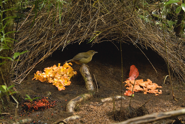 <p>Avustralya'nın büyük gri bower kuşunun (Chlamydera nuchalis) çalı içinde yaptığı yuva, 300-400 salyangoz kabuğuyla, yaklaşık 5 bin beyaz taş, cam ve kemik parçasıyla bezenmiştir.</p>

<p> </p>
