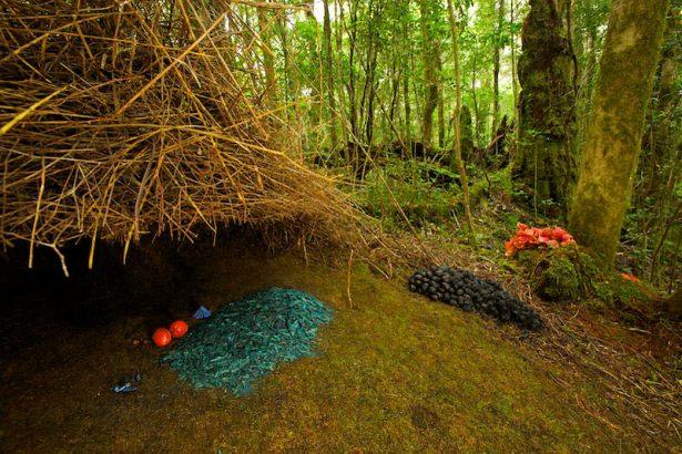 <p>Bowerlarda erkekler bütün güçlerini dekorasyona harcarken, dişi de yuvanın kurulması ve yavrunun yetiştirilmesi ile ilgilenir.</p>

<p> </p>
