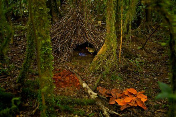 <p>Bowerlarda erkekler bütün güçlerini dekorasyona harcarken, dişi de yuvanın kurulması ve yavrunun yetiştirilmesi ile ilgilenir.</p>

<p> </p>
