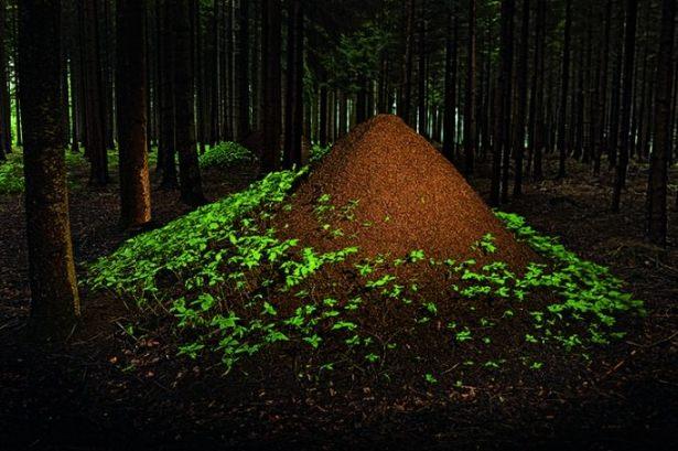 <p>Orman ağaçlarına zarar veren her türlü böceği yiyen kırmızı karıncalar, orman zararlılarına karşı adeta ücretsiz işçiler gibi çalışıyor.</p>

<p> </p>
