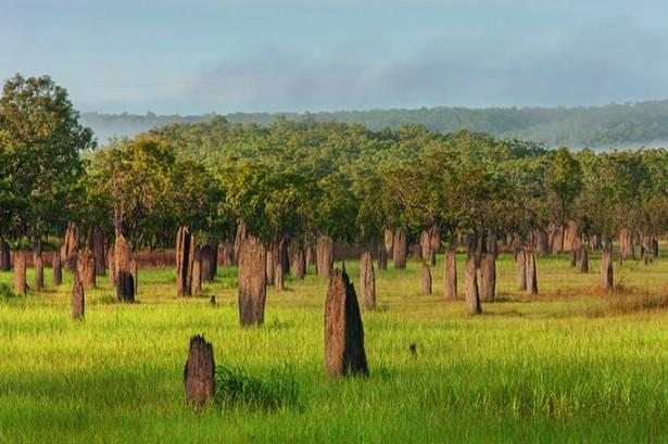 <p>Kuzey Avustralya bozkırlarının sürekli güneş altında olan kuru topraklarında ise "pusula termitler" (Omitermes meridionalis) adı verilen bir tür yaşar.</p>

<p> </p>

