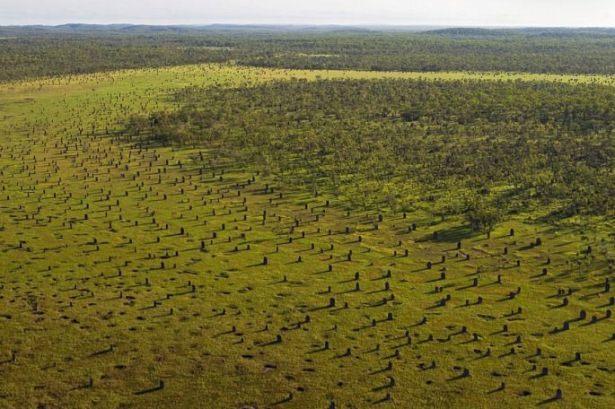 <p>Pusula termitler, 5 metre yüksekliğinde ve 3 metre genişliğinde iki tarafından sıkıştırılmış kama şeklinde yuvalar yapar. Bu yuvaların yerleşimi kuzey-güney yönündedir. Yuvaların düz kenarları ise doğu ve batıya bakar. Bu, son derece özel bir mimaridir. Termitlerin neden böyle bir yuva yaptıkları, arazinin genel yapısı incelendiğinde daha net ortaya çıkar.</p>

<p> </p>
