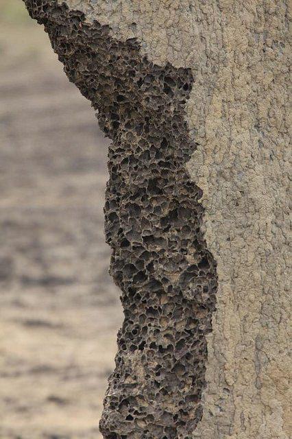 <p>Bozkırlarda genellikle ağaç bulunmaz. Dolayısıyla gölge sağlayacak bir yer de yoktur. Ancak yuvanın bu mimari özelliği sorunu ortadan kaldırmıştır. İnce termit tepecikleri öğle vakti dik gelen güneş ışınlarına çok az maruz kalırken diğer iki geniş cephesi de gündüz ve akşam ışınlarını yakalar.</p>

<p> </p>
