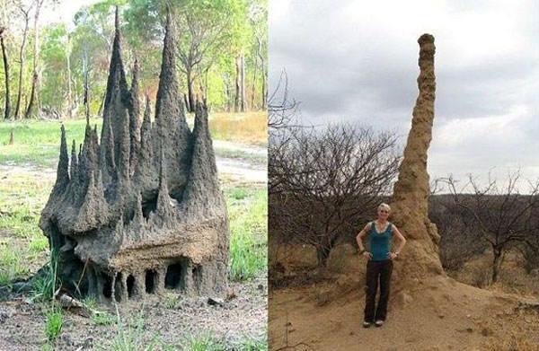 <p><strong>Akkarınca tepecikleri</strong></p>

<p>Kumdan kalelere ya da soyut heykellere benzeyen bu yapılar aslında içinde yüzbinlerce akkarıncanın bulunduğu yuvalar.</p>
