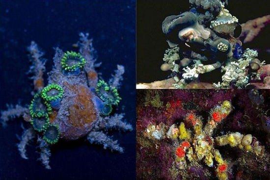 <p><strong>Dekoratör yengeçler</strong></p>

<p>Dekoratör yengeçler kendilerini gizlemek için su dibinde bulunan çeşitli yosunlar ve maddelerle kendini kaplıyor. Organik ve inorganik maddelerin birbirine karışmış bu görüntüsü yengeçleri birer ayaklı sanat eserine dönüştürüyor.</p>
