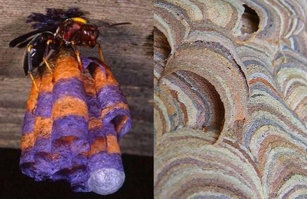 <p><strong>Yaban arısı yuvaları</strong></p>

<p>Yaban arılarının bir çeşidi yuvalarını, çiçeklerden aldıkları lifleri kendi salyalarına karıştırarak yapıyor. Yuvanın üst dokusundaki renkler, arının farklı çiçeklerden aldığı değişik liflerden kaynaklanıyor. Sol taraftaki yuva, arıların laboratuvar ortamında oluşturduğu güzel bir örnek.</p>
