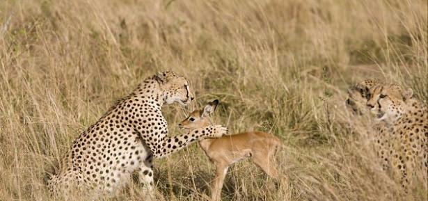 <p>Güney Afrika’daki Kruger Ulusal Parkında fotoğraflanan olayda, genç bir  impala normal şartlarda doğal düşmanı olan leopara tehlikeli bir şekilde yaklaşıyor hatta sevgi gösterisinde bulunuyor...</p>

<p> </p>
