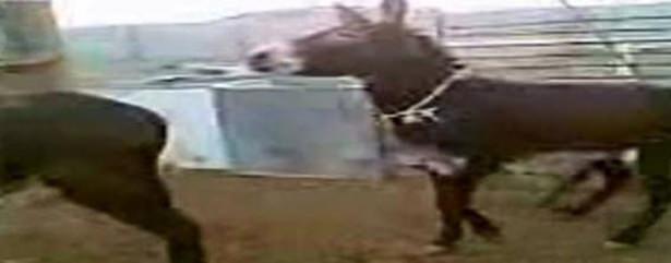 <p>Türkiye'nin YouTube'da en çok izlenen videosu "Balıkesir'in Çılgın Eşşekleri" telif hakkı gerekçesiyle siteden kaldırılmıştı. Yoğun tepki ve telif talebinin gerçekçi olmadığı anlaşılınca video geri döndü. </p>

