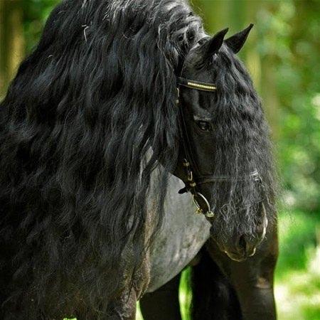 <p>İşte dünyanın en güzel atlarından biri...   Friesian cinsi olan bu adın ismi Frederik.<br />
 </p>

