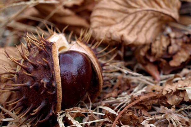 <p><strong>Çölyak hastalığını engeller: </strong>Kestane glüten içeriği olmayan bir yemiş olduğundan glutensiz besinlerin hazırlanmasında da kullanılır; dolayısıyla kestane, glüten duyarlılığı, buğday alerjisi ve çölyak hastalığı olanlar için de oldukça uygun bir besindir.</p>
