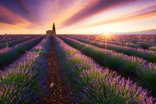 <p><strong>3 yıldır dünyayı gezen Fransız fotoğrafçı ilginç bir projeye imza attı. ABD, Avustralya, İzlanda, Hırvatistan ve Tayland gibi ülkeleri ziyaret eden fotoğrafçı projesini, "3 yıl boyunca Güneş'i izledim" ifadeleri ile tanımlıyor. Ziyaret ettiği tüm ülkelerde gün doğumunu fotoğraflayan sanatçının kareleri özellikle sosyal medyada büyük ilgi görüyor.</strong></p>
<p> </p>
<p><strong>Provence, Fransa</strong></p>