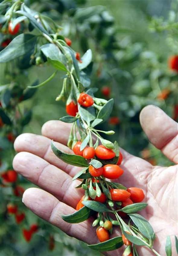 <p>Bu türü Türkiye'ye kazandırmayı hedeflediklerini dile getiren Atilla, şöyle konuştu: </p>

<p>"Bitkiler koyulaştıkça genel olarak vitamin değerleri de artıyor. Siyah goji berry de çok faydalı. Çikolata yapımında, doğal gıda maddesi kullanımında, organik maskelerde, tabletlerde kullanılıyor. Siyah goji berrynin yurt dışındaki kilogram fiyatı 250 dolar. Bu türün fidanı daha araziye dikmeden saksıda meyve vermeye başladı. Goji berry, arıcılar için de büyük nimet çünkü 5,5 ay çiçekli bir bitki. Goji berry balı dünyada Anzer balından sonra ikinci sırada yer alıyor."</p>

