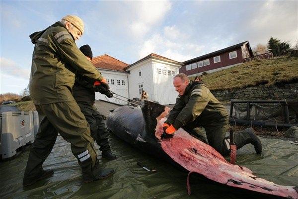 <p>Karaya vuran balinanın yayınlanan görüntüleri Norveç İklim ve Çevre Bakanı Vidar Helgesen'in de tepki göstermesine neden oldu.</p>

<p> </p>
