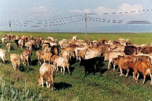 <p>BÜYÜKBAŞ: 2.500-6.000</p>