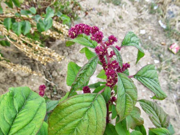 <p>Amaranth (Horozibiği), bütün tahıllar içinde, servis başına düşen protein sıralamasında en üsttedir. Diğer tahıllarda eksik olan, gerekli amino asit lizini içerir. </p>
