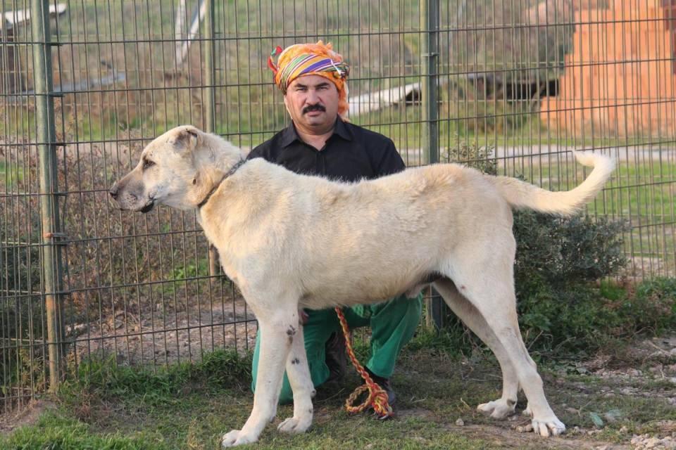<p>Dünyada örneği bulunmayan bu köpeklerin Türkiye'nin yanı sıra çok sayıda ülkede yaşadığını dile getiren Karakoyun, Karabaş ve Akbaşların yürütülen projeler kapsamında yurt dışına gönderildiğini, orada üremesinin sağlandığını anlattı.</p>
<p> </p>