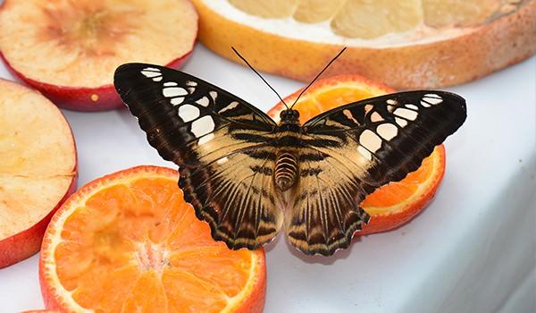 <p><strong>Çürümüş Meyveler Ömrü Uzatıyor</strong><br />
Peki kelebeklerin, portakal, ananas gibi meyvelere özellikle de çürümüş meyvelere bayıldıklarını biliyor muydunuz? Çürümüş meyveler; zengin karbonhidrat ve mineral içeriği ile, kelebeklerin yaşam süresini uzatır. İşte bu kelebek de çürümüş meyvelerle beslenir ve böylece tam 105 gün yaşayabilmektedir. <br />
Bu kelebek, bir çiçekten diğerine güçlü kanatları ile hızlıca uçtuğu için hızlı yelkenlilere verilen bir isim olan “Clipper” adı ile bilinmektedir.</p>
<p> </p>