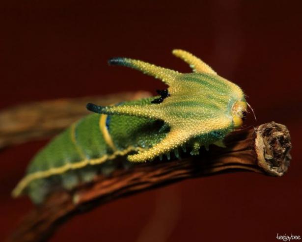 <p>Polyura Sempronius</p>
