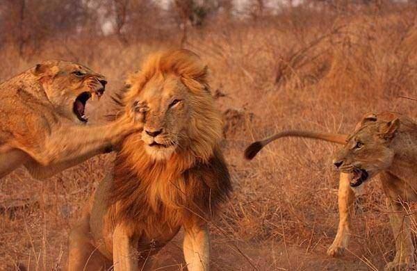 <p>Sert pençe darbeleri ve ısırıklarla şaşkına dönen erkek aslan, iki dişi aslanın karşısında çareyi kaçmakta buldu.</p>

<p> </p>
