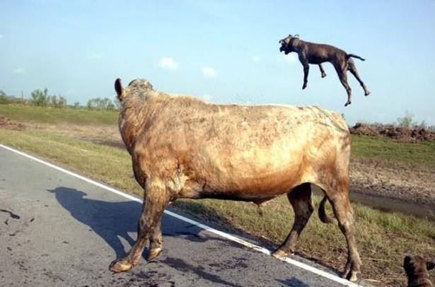 <p>Bir Irmak kenarında otlayan boğanın yanına yaklaşan pitbullar boğayı önce rahatsız ediyorlar. İki köpek boğanın etrafında dönerek kafa tarafındaki bölgeden ısırmaya çalışıyor ama boğa kıvrak bir hareketle kurtulmaya çalışıyor...</p>

<p> </p>
