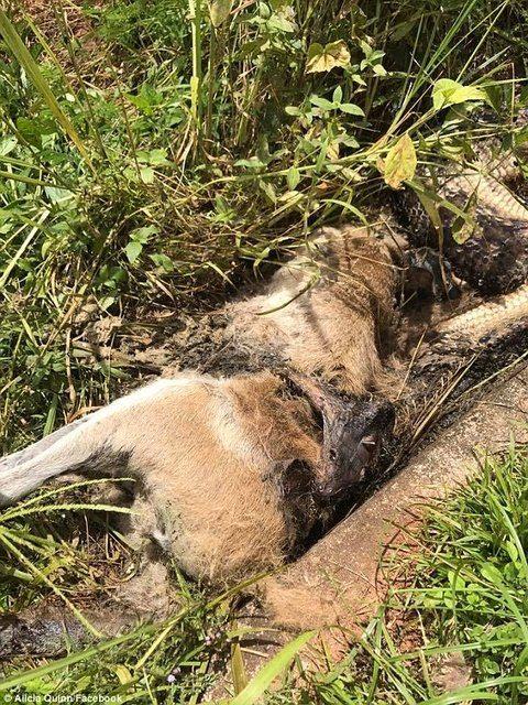 <p>64 yaşındaki adam, arka bahçesinde ölü bir piton ve kanguru görünce fotoğraflarını sosyal medya hesabından paylaştı.</p>

<p> </p>
