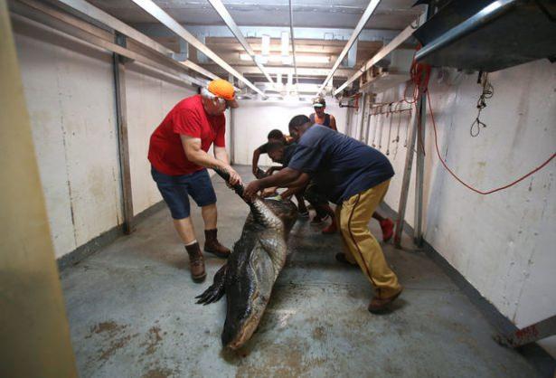 <p>Mandy Stokes ve ailesi Thomaston yakınlarında dev bir timsah gördüler.</p>

<p> </p>
