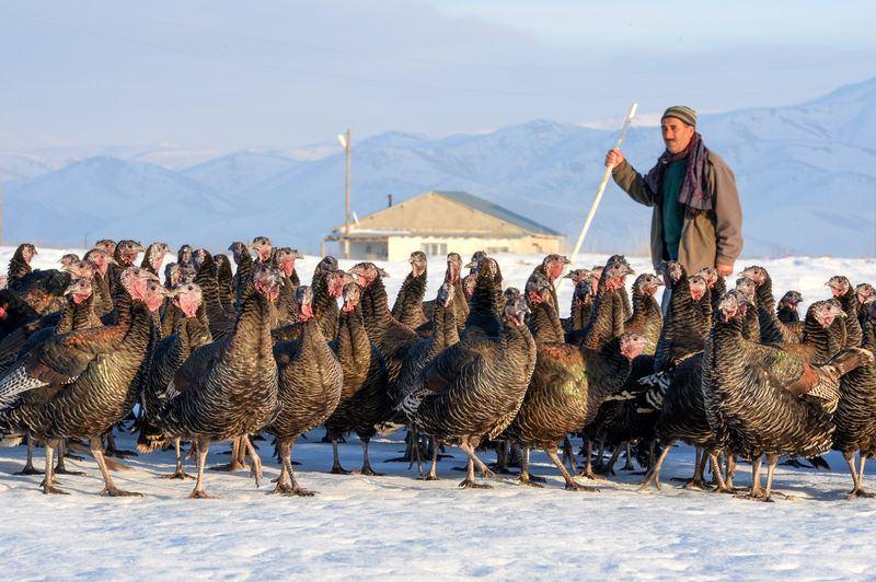 <p>Yılbaşı sofrasında hindi tüketmeyi tercih eden vatandaşlar, aldıkları hindilerin organik ortamda yetiştirilmiş olmasına özen gösteriyor.</p>
<p> </p>