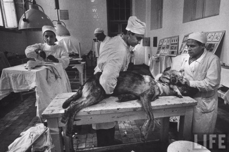 <p>Bir köpek yavrusunun başını, ön ayaklarıyla birlikte, bir Alman kurt köpeğine naklederek çift başlı köpek elde etmiştir ve buna benzer bir çok deney yapmıştır.</p>

<p> </p>
