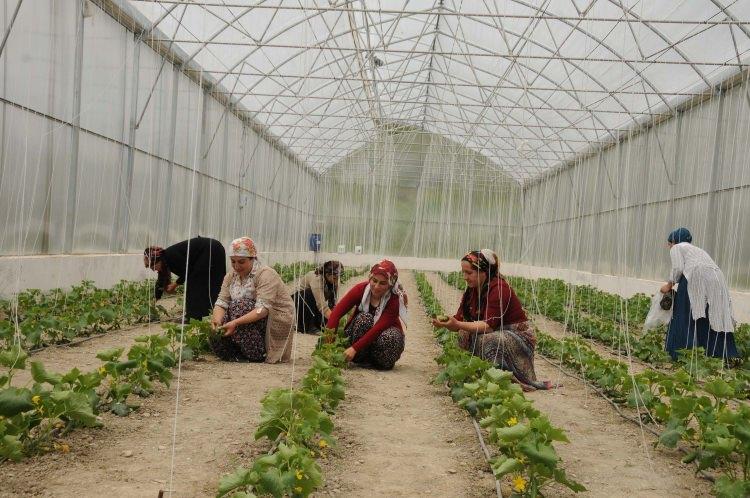 <p>Hakkari'de 20 kadın, Gıda Tarım ve Hayvancılık Bakanlığı destekleriyle oluşturdukları seralardan ürettikleri salatalık ve süs bitkilerinden ürün almaya başladı.</p>
