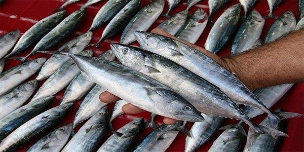 <p><strong>Ağustos</strong></p>
<p>Çingene palamutu mevsimi açar. SArdalya, kılıç, mercan, sinağrit, ıstakoz ve pavurya yine nefis lezzetlidir. </p>