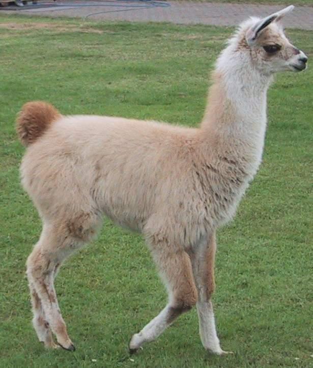 <div>Lama: 330 gün</div>

<div> </div>
