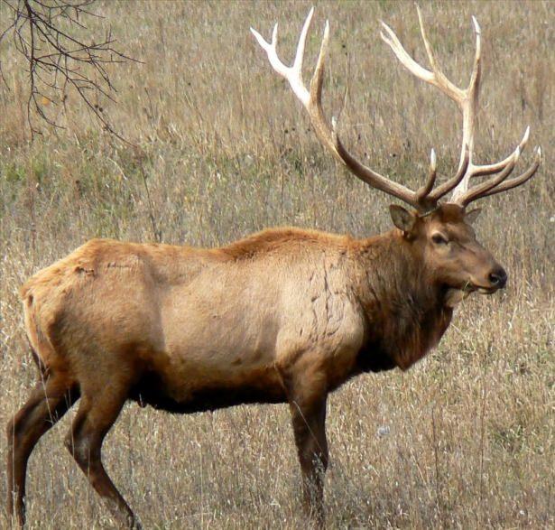 <div>Elk: 245 gün</div>

<div> </div>
