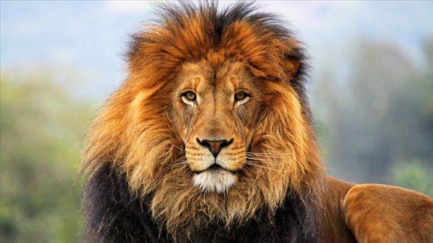 <div>Aslan: 108 gün</div>

<div> </div>
