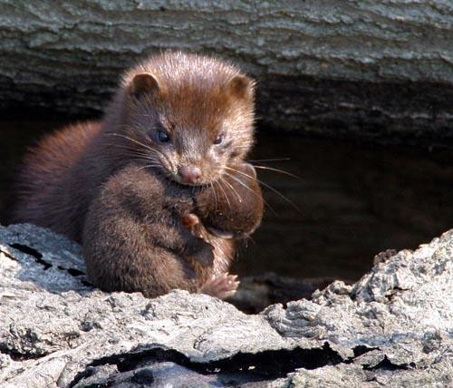 <div>Mink: 55 gün</div>

<div> </div>
