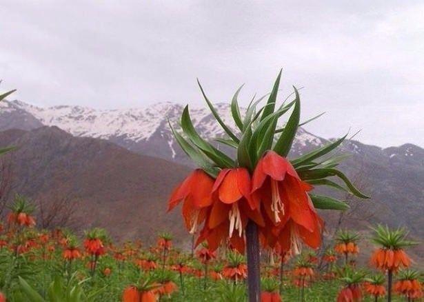 <p>HAKKARİ - Ters Lale (Ağlayan Lale)</p>