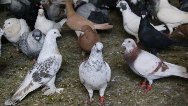 <p>Kuşların sakızları ekmek sanıp yerken &ouml;ld&uuml;kleri yalanı<br />
&nbsp;</p>
