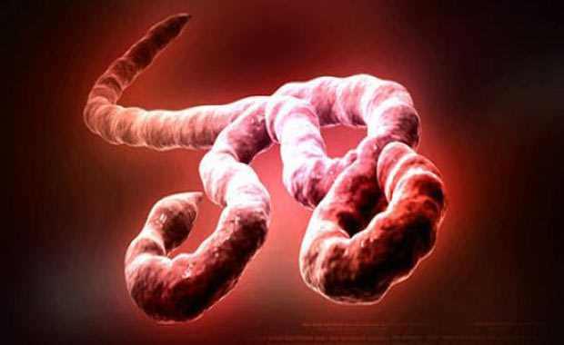 <p>Ebola Virüsü Hastalığı İlk kez 1976 yılında Demokratik Kongo Cumhuriyeti'nde yer alan Ebola nehri yakınlarında görüldüğü için bu ismi almıştır.</p>
