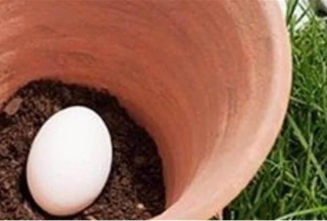 <p>Saksılarınızın dibine yumurta koyarak bir mucizeye sebep olabilirsiniz, nasıl mı?<br />
</p>