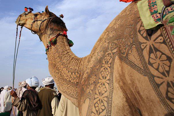 <p>Her yıl Hindistan'ın Bikaner kentinde düzenlenen deve festivali, binlerce ziyaretçinin akınına uğruyor.</p>
