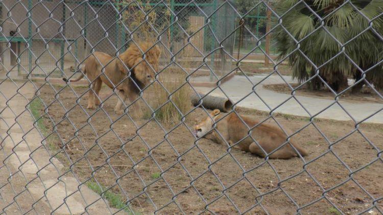 <p>"14 Şubat nedeniyle aslanları bir araya getirdik. Uzun süredir erkek ve dişi aslan ayrıydı. Çünkü erkek yavruları sahiplenmemişti. Yavruları geçen hafta Antalya'ya gönderdik. Şimdi 14 Şubat'ı da bahane ederek aslanları bir araya getirdik ama yine erkek aslan biraz huzursuzluk çıkardı ve dişiyi sahiplenmedi.</p>

<p> </p>
