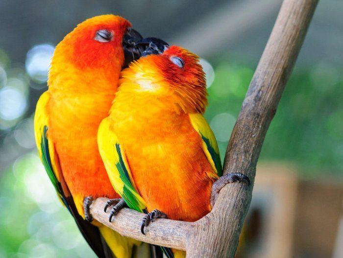 <p>Aşk, sevgi gibi duyguları sadece insanlar mı hisseder sanıyorsunuz? Sevimli, pofidik dostlarımız hayvanlar aşık olmaz mı sanıyorsunuz? İşte size yanıldığınızın ispatı! Kuşlardan, böceklere her çeşit hayvanın görüntüleri size onların da aşık olabileceğini kanıtlayacak.</p>

<p>Kimin umurunda, biz birbirimizi çok seviyoruz</p>
