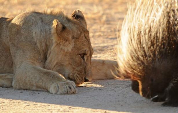 <p>Acı içinde dikeni çıkarmaya çalışan aslan kameralara işte böyle yansıdı...</p>

<p> </p>
