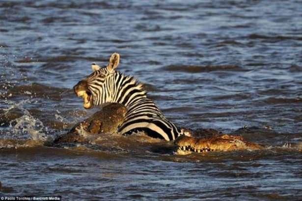<p><strong>Timsah zebrayı ikiye bölüp yedi</strong></p>

<p>Kenyada’ki Mara nehrinde, Nil timsahlarının göçmen bir Zebra’ya saldırışları ve canlı yemeleri saniye saniye görüntülendi.</p>
