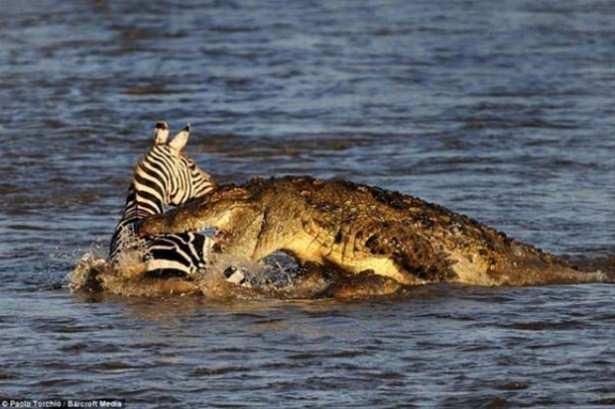 <p>Fotoğrafların çekildiği Kenya’nın Mara nehri zebralar ve Afrika antilopları tarafından yaygın kullanılan bir göç yolu üzerinde bulunuyor.</p>

<p> </p>
