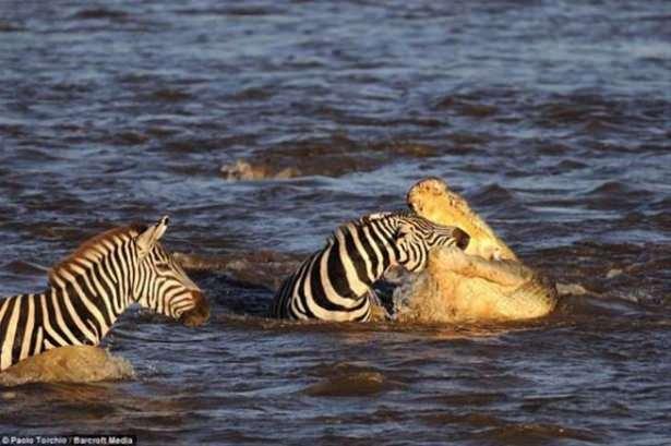 <p>Fotoğraflar Zebra’nın telaş içinde çığlık atışını gösteriyor.</p>
<p> </p>