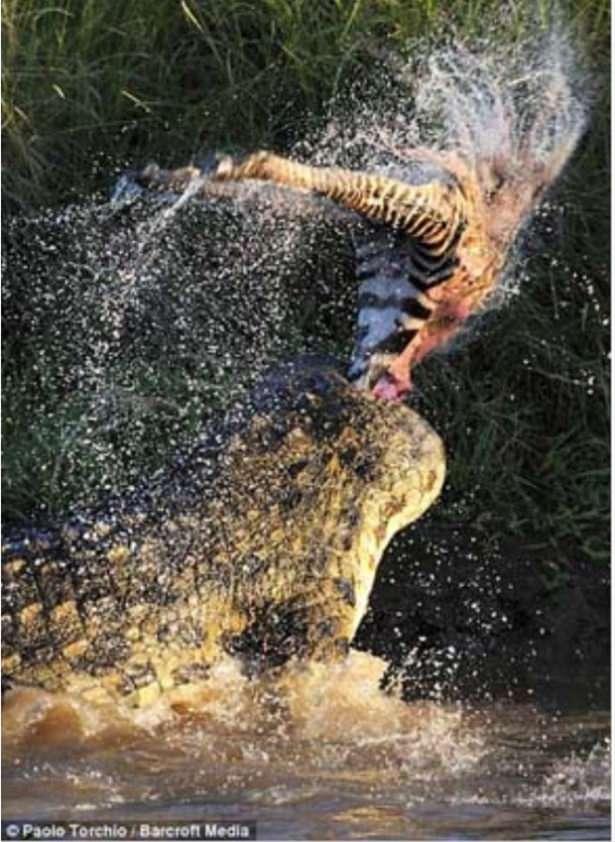 <p>Ağır yaralı zebra bağırırken timsahlar sırtından bir parçasını kopartıyorlar.</p>
<p> </p>