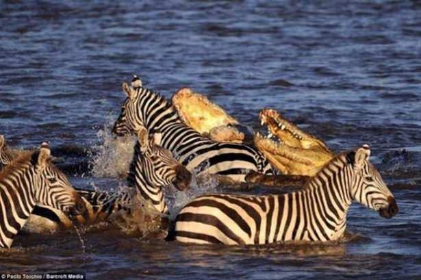 <div>Her Yıl 1.5 milyon Afrika antilopu ve 300,000 zebra Tanzanya’dan kuzeye Kenya’ya su ve yemek bulmak için göç ederler.</div>
<div> </div>